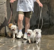 인천 반려견유치원, 매일산책 맞춤케어