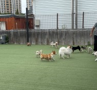 서구 백석동 애견유치원, 사회성 교육