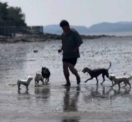백석동 애견유치원, 반려견 사회성훈련