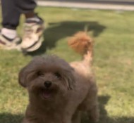 인천애견호텔, 매일산책 맞춤반려케어